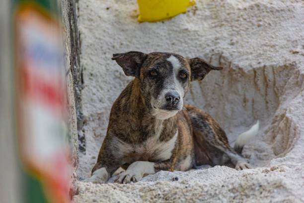 Treeing Tennessee Brindle dog sits on sand, in Delmas February 14 2024.