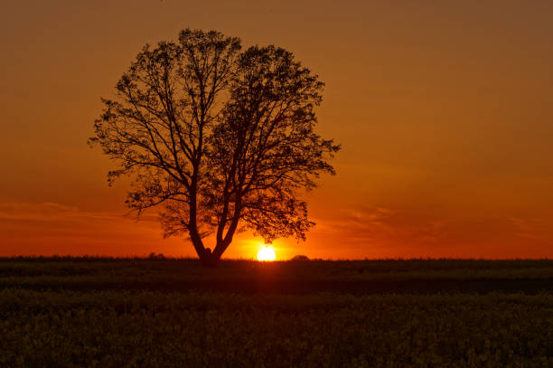 istock Sunset and a lonely tree in the fields. Natural background. 2151022563