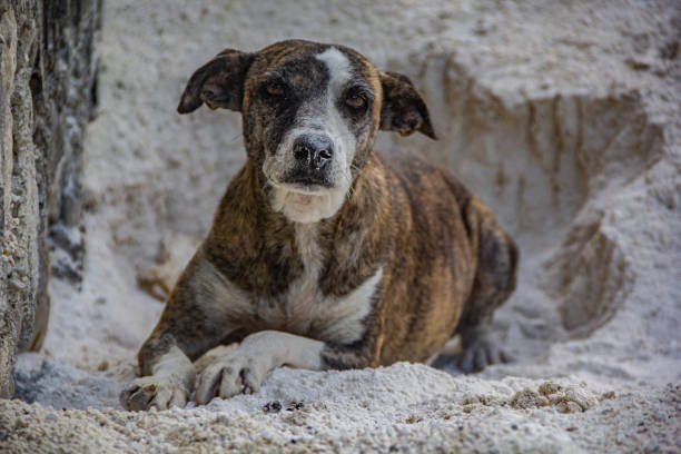 A Treeing Tennessee Brindle dog sits on sand in Delmas, February 14, 2024.