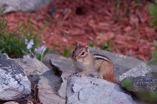 A curious of frightened chipmunk ready to leap away