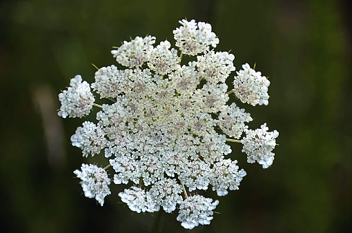 Queen Anne’s Lace flower head to top off your bouquet