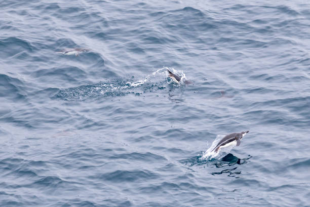 istock Whalers Bay, Deception Island, South Shetland Island 2151023514
