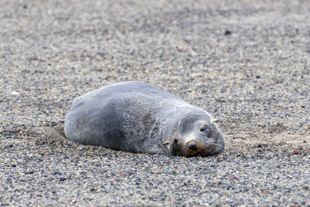 istock Whalers Bay, Deception Island, South Shetland Island 2151023754
