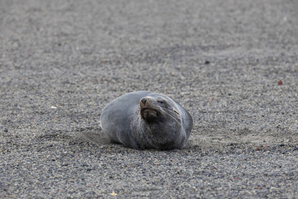 istock Whalers Bay, Deception Island, South Shetland Island 2151023774
