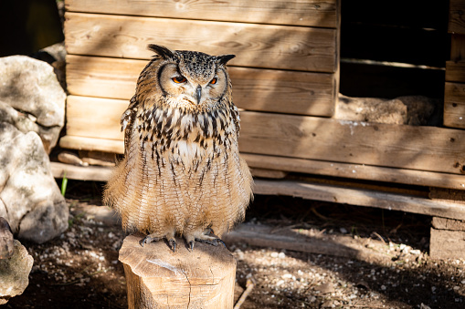 Portrait of Eurasian Eagle-Owl, Bubo bubo, a species of eagle owl.