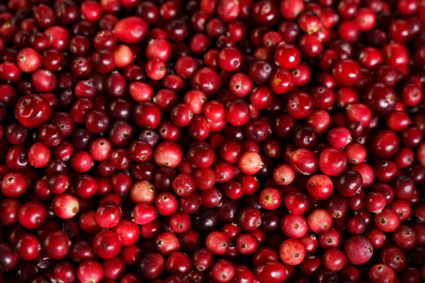 istock Pile of Cranberries on Table 2151028268