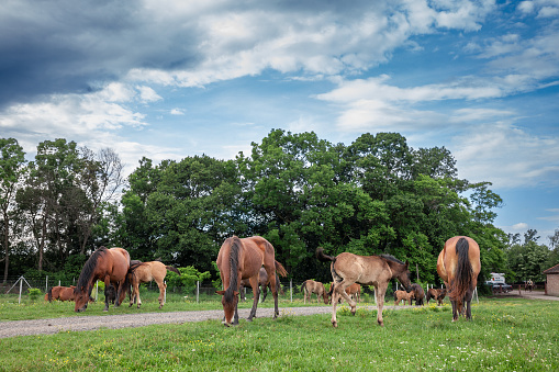 Picture of horses grazing and eating grass in Zasavica, Serbia. The horse is a domesticated, one-toed, hoofed mammal. It belongs to the taxonomic family Equidae and is one of two extant subspecies of Equus ferus. The horse has evolved over the past 45 to 55 million years from a small multi-toed creature, close to Eohippus, into the large, single-toed animal of today.