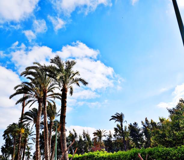 Photo was taken from montazah garden in Alexandria