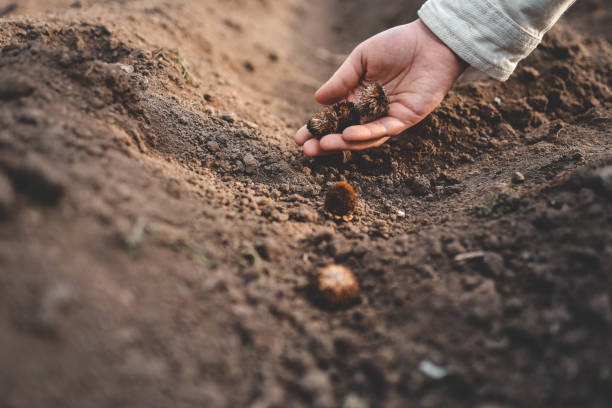 istock Farmer's hand planting seed in soil 2151031467
