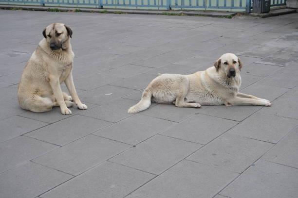 istock Friendship of two stray dogs 2151032341