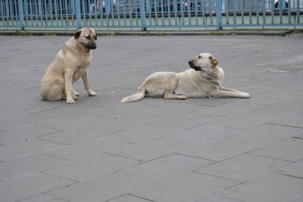 Friendship of two stray dogs