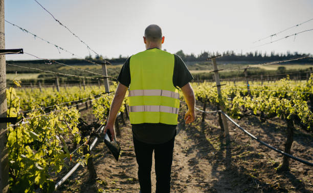 Man farmer at the grape farm