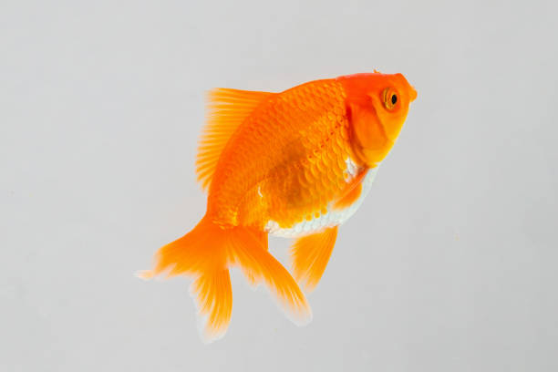 istock Oranda goldfish in aquarium fish tank close up 2151033438