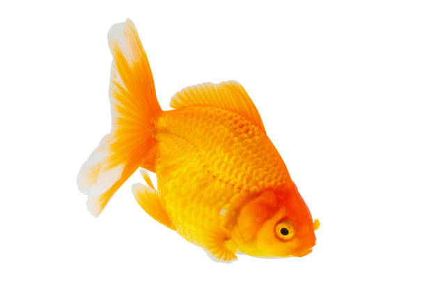 istock Oranda goldfish isolated on white background close up 2151033439