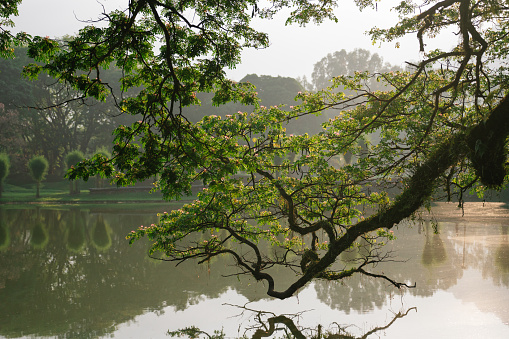 Rain trees grow towards lake with morning sunlight