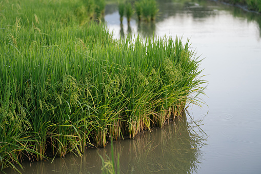 Rice (Oryza sativa) plant growing in paddy field that fill with water.  Agriculture concept