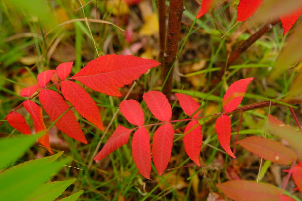 Horizontal composition vibrant color photography of macro close-up in selective focus of beautiful Sumac plant leaves named Rhus Typhina or also sumac of Virginia, or Staghorn Sumac. This shot was taken under a bright sunlight in middle of autumn season in october in France, Europe. Multi colored leaf with vibrant orange, yellow, red, and green gradient colorful colors on leaf vein texture. Sumac is any one of about 35 species of flowering plants in the genus Rhus and related genera, in the family Anacardiaceae. Sumacs grow in subtropical and temperate regions, especially in East Asia, Africa and North America. Sumacs are shrubs and small trees that can reach a height of 1–10 m. The leaves are spirally arranged; they are usually pinnately compound, though some species have trifoliate or simple leaves. The flowers are in dense panicles or spikes 5–30 cm long, each flower very small, greenish, creamy white or red. The fruits form dense clusters of reddish drupes called sumac bobs. The dried drupes of some species are ground to produce a tangy crimson spice.