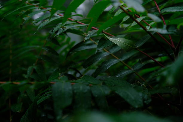 Fern leaf with water drops close-up after rain.