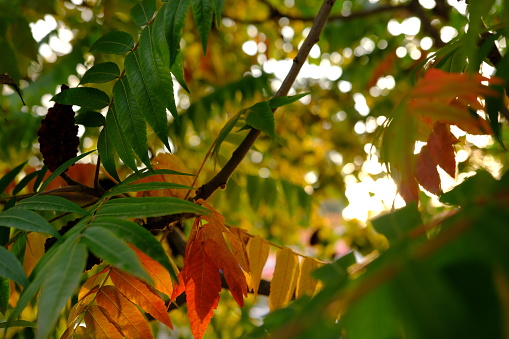 Red, orange, yellow and green sumac leaves. Autumn coloration of Rhus typhina Staghorn sumac, Anacardiaceae. Blurred background. Selective focus. Close-up. Natural texture pattern background.