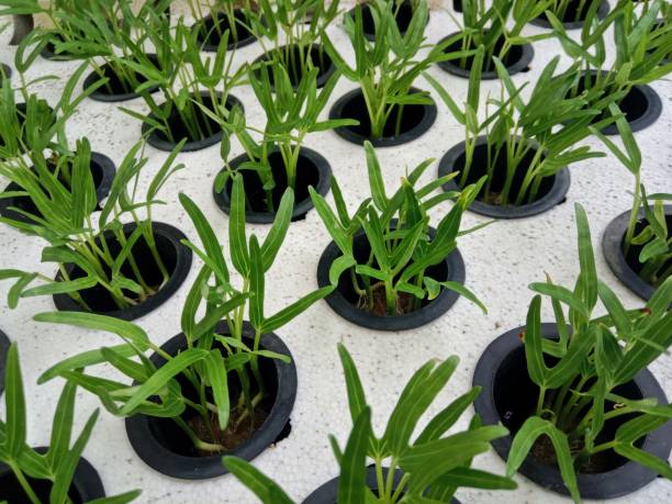 istock green vegetable seeds grown hydroponically. simple green vegetable hydroponics. 2151033931