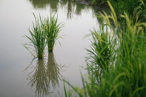 Rice (Oryza sativa) plant growing in paddy field that fill with water.  Agriculture concept