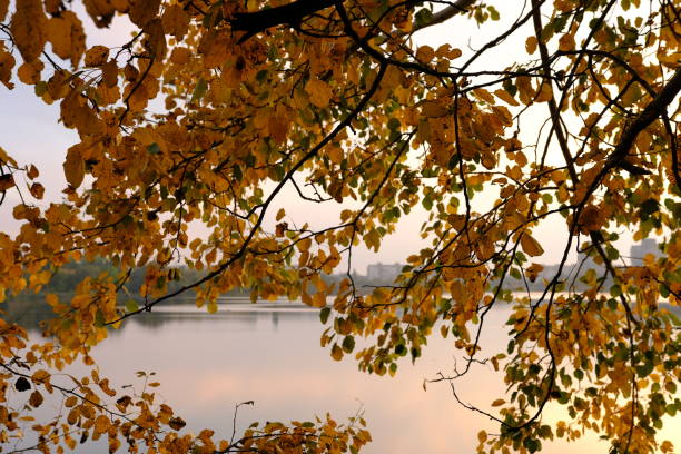 Autumn fall in park with yellow leaves trees and lake.