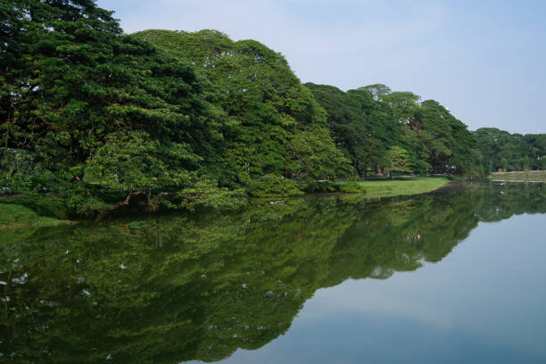 Rain trees aside lake with reflection and blue sky. Nature background with copy space