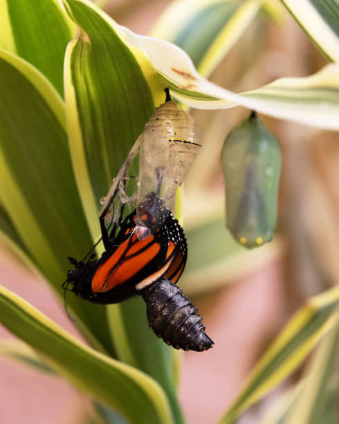 istock Emerging Monarch Butterfly Flips Abdomen from Chrysalis 2151034575