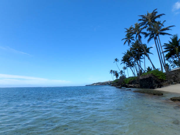 A tranquil tropical shoreline on Kahala Beach with palm trees against a vivid blue sky.