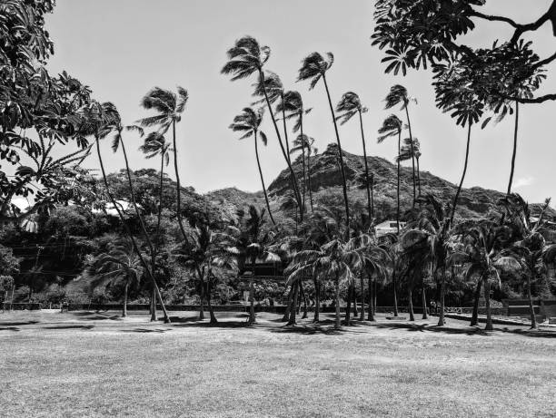Palm trees sway in the breeze at a Leahi Beach park with a Diamond Head Crater view.