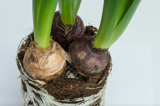 Bulbs and roots of Hyacinth Flowers