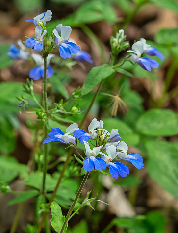 Eye level portrait of blue and white flowers, stems, and leaves of Blue-eyed Mary, Collinsia verna. Native to eastern and central North America. Vertical image.
