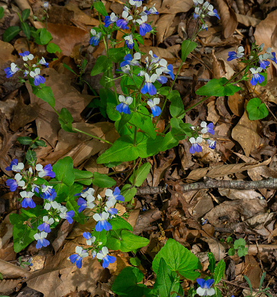 Overhead shot of blue and white flower clusters, stems, and leaves of Blue-eyed Mary, Collinsia verna on forest floor. Native to eastern and central North America.