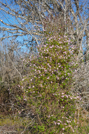 A large thicket of pink to purple flowers of climbing aster, Ampelaster carolinianus, sprawling over a large shrub. Native to Southeast United States.