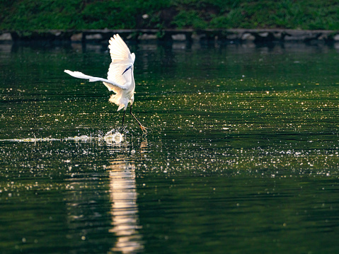 a cattle egret landing on lake in morning