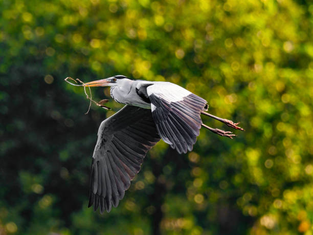 heron spread wing flying mid air holding a branch