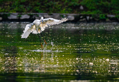 cattle egret pickup up branch on lake in morning