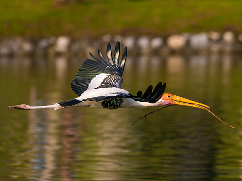 stork spread wing flying low on lake holding tree branch