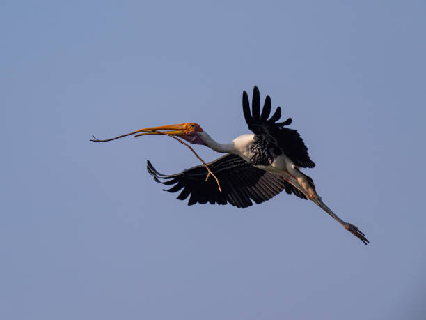 istock stork spread wing flying mid air holding a branch 2151036389