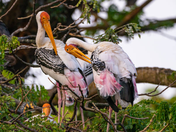 stork family on treetop