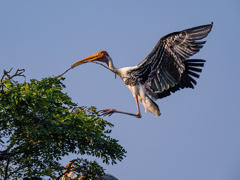 stork spread wing landing treetop holding a branch