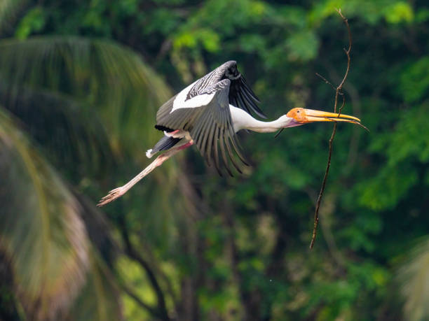 istock stork spread wing flying mid air holding a branch 2151036406