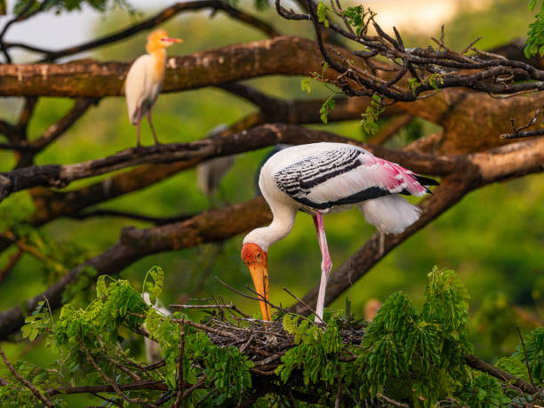 Stork building bird nest on treetop