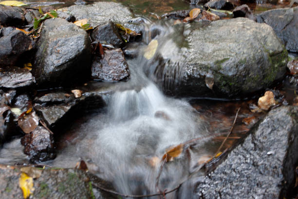 small trickle in the forest in autumn