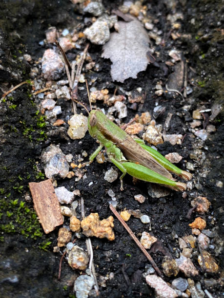 istock Green Grasshopper Camouflaged Among Forest Debris 2151038286