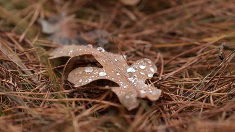 Close up on oak tree leaf on the ground in drops of rain water