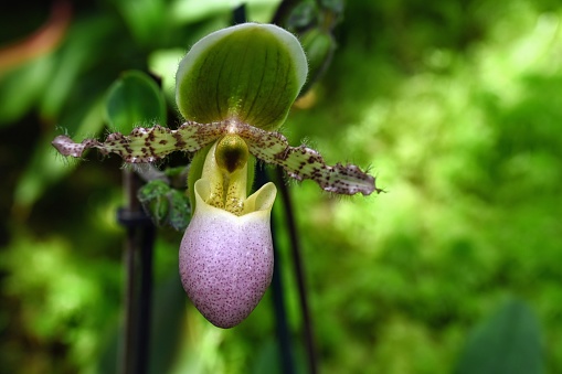 This orchid native of  Sumatra. The flowers are 8–9 cm across and sit on top of a 15–20 cm long inflorescence.