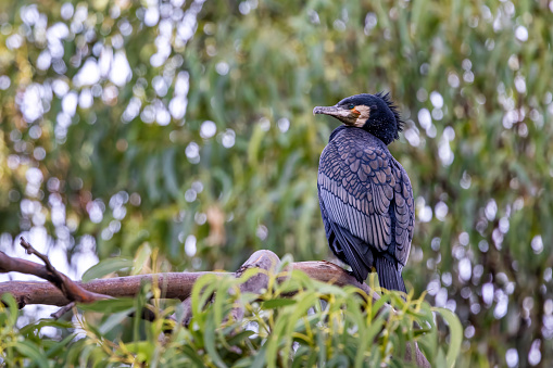 Great cormorant, phalacrocorax carbo, also known as the black shag, perched on a eucalyptus tree, with summer foliage background. Great Ocean Road, Australia.