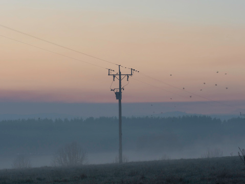Birds in silhouette on power line on a foggy morning