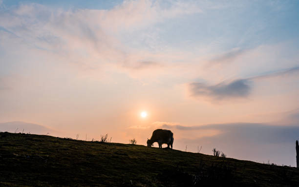 istock Yak grazing on greenery grassland in Mountain hill 2151044031